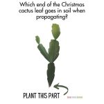 At top words: "Which end of the Christmas cactus leaf goes in soil when propagating?" then a picture of a Christmas cactus cutting. An arrow pointing to the bottom of the cutting and the words "Plant This Part" next to the arrow.