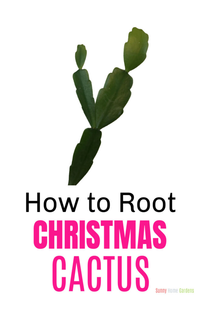 Pin Image: top has a cutting of a Christmas cactus, bottom says "How to root Christmas Cactus".