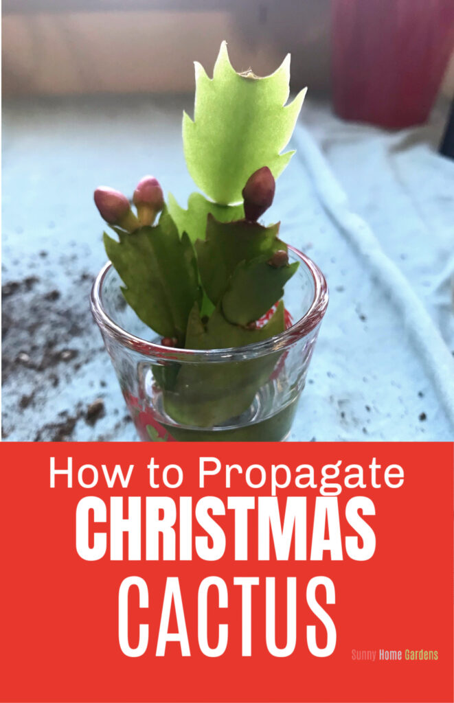 Pin image: Thanksgiving cactus cutting in a shotglass of water, the words "How to Propagate Christmas Cactus" on bottom.