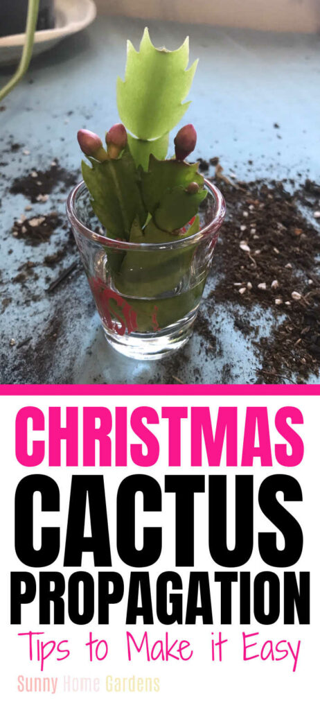 Pin image: top has pic of Christmas cactus cutting in a shot glass with water and the words "Christmas Cactus Propagation: Tips to make it easy" on the bottom.
