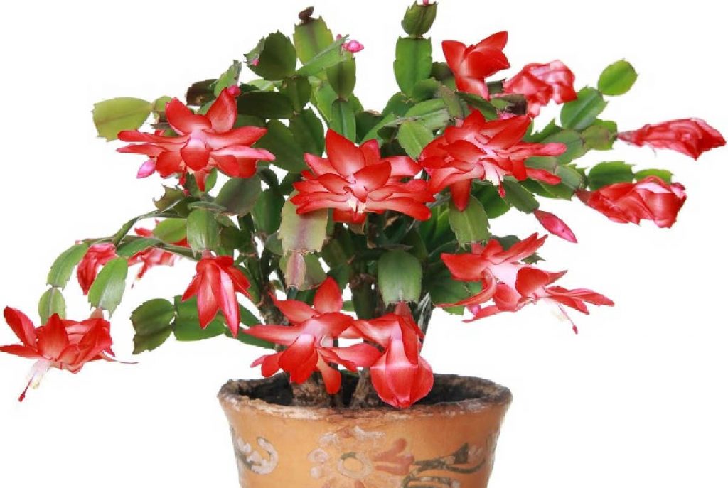 Thanksgiving cactus with lots of red flowers in a clay pot.