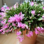 large Thanksgiving cactus in bloom with pink flowers