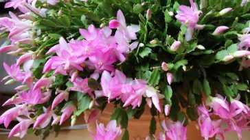 large Thanksgiving cactus in bloom with pink flowers