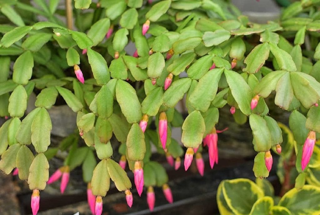 Close up of Christmas cactus leaves with pink buds forming