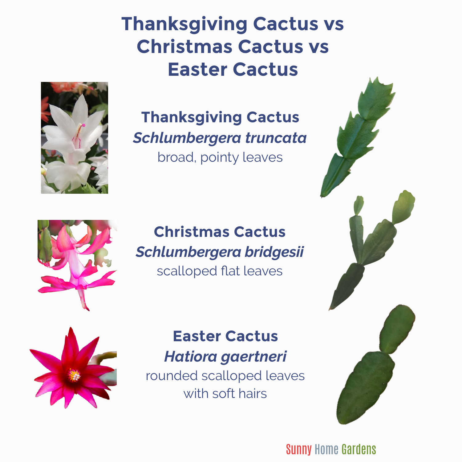 Christmas Cactus Vs Thanksgiving Cactus Vs Easter Cactus - Sunny Home  Gardens
