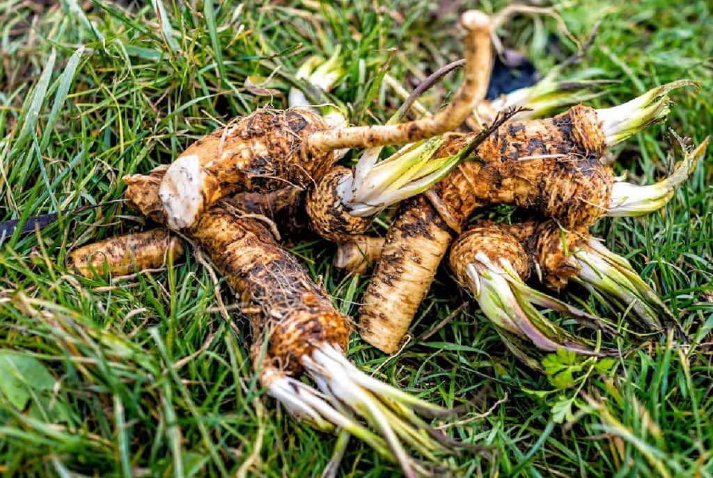 horseradish root, freshly dug up on grass.