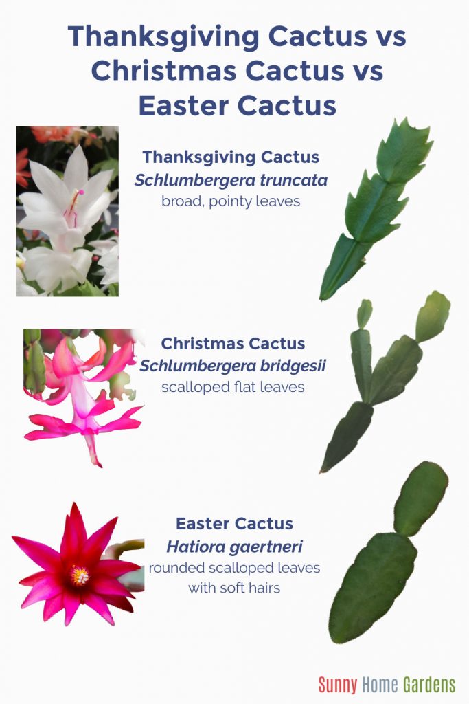 Top says "Thanksgiving Cactus vs Christmas Cactus vs Easter Cactus", under that is an image of a Thanksgiving cactus flower on the left, "Thanksgiving Cactus Schlumbergera truncata broad, pointy leaves" in the middle and a pic of a Thanksgiving cactus leaf on the right.  Under this is a picture of pink Christmas cactus flower, then the words "Christmas Cactus Schlumbergera bridgesii scalloped flat leaves" in the center and then a pic of Christmas cactus leaves on the right.  Under this is a pink Easter cactus flower with the words "Easter cactus Hatiora gaertneri rounded scalloped leaves with soft hairs", then a picture of an Easter cactus leaf to the right.