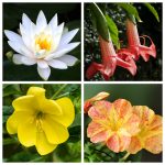 collage of 4 flowers - night blooming water lily, Brugmansia, four o'clocks, evening primrose.,