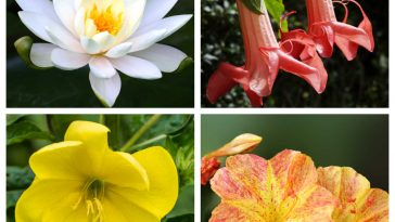 collage of 4 flowers - night blooming water lily, Brugmansia, four o'clocks, evening primrose.,