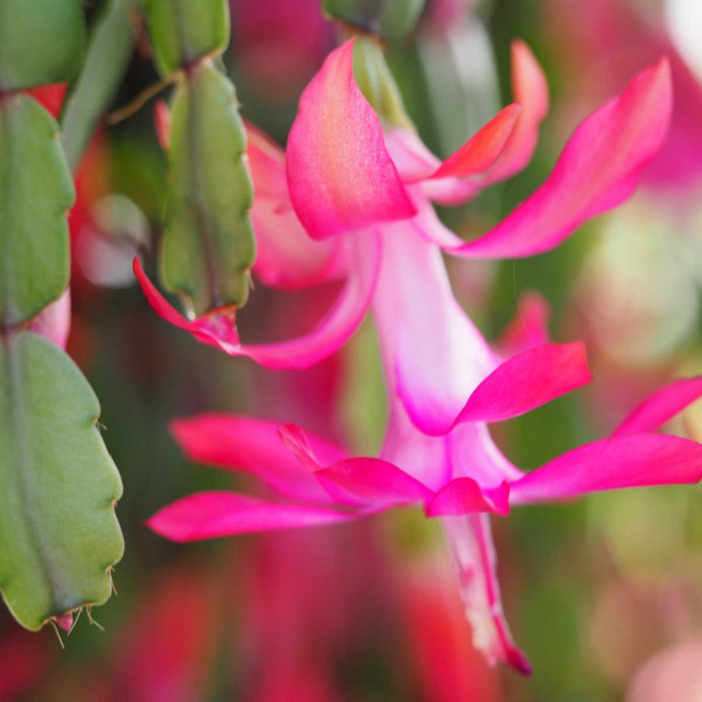 Closeup of a pink Christmas cactus flower.