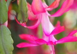 closeup of a Christmas Cactus bloom.