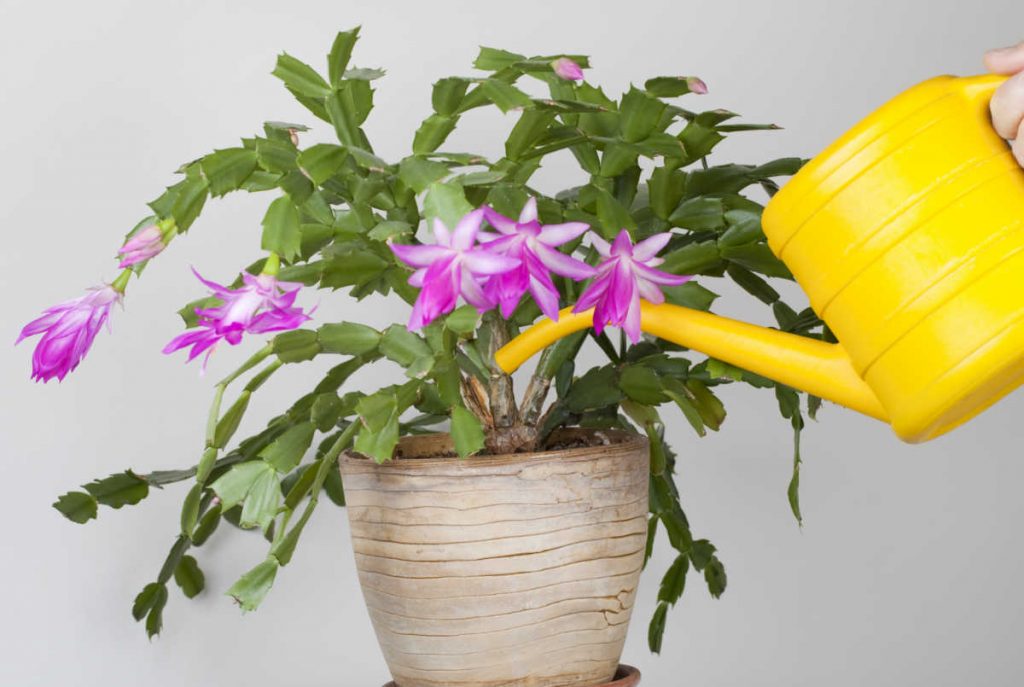 Thanksgiving Cactus being watered