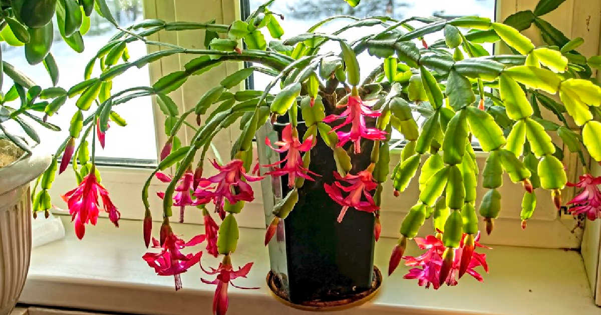 Christmas Cactus Care And Growing Guide - Sunny Home Gardens