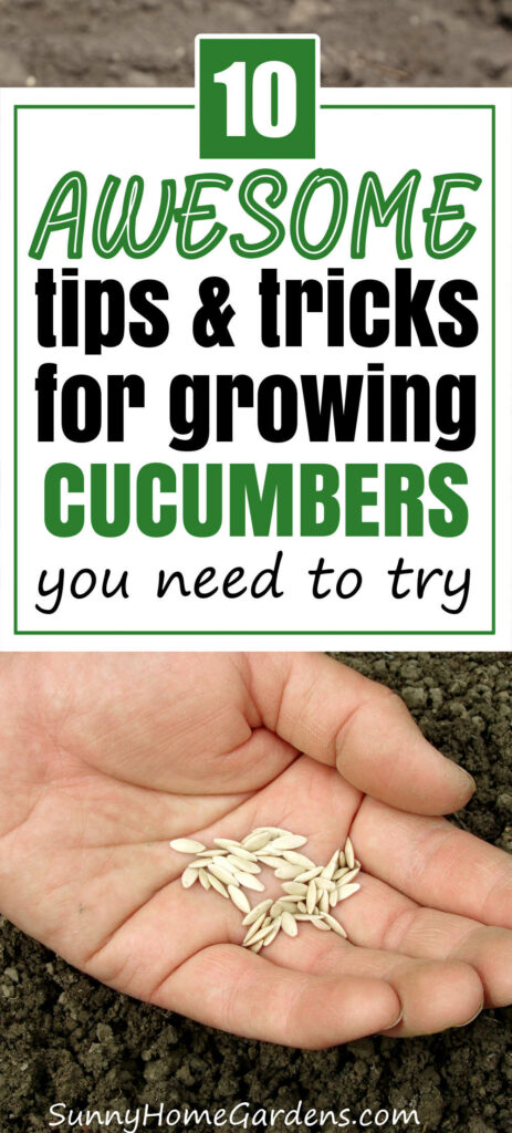 Pin image: hand holding cucumber seeds and the words "10 awesome tips and tricks for growing cucumbers you need to try" at top.
