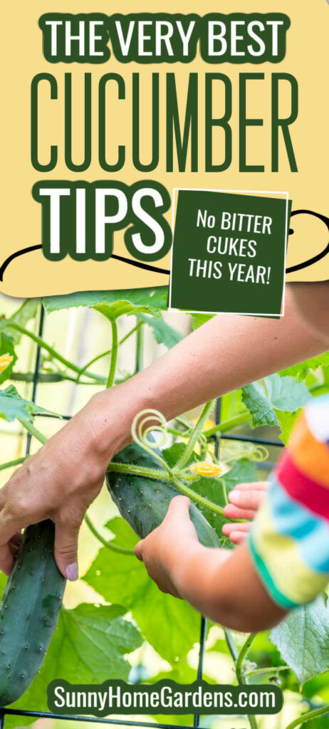 Pin image: top says "the very best cucumber tips: no bitter cucs this year" and bottom has hands harvesting cucumbers.