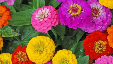 Zinnia flowers in yellow, red, pink, and purple.