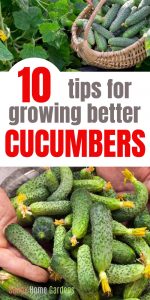 Awesome Tips For Growing Cucumbers - Sunny Home Gardens