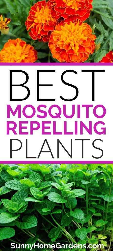 Pinterest image - marigolds on top, middle says "Best Mosquito Repelling Plants" and bottom is a picture of mint.