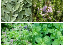 Collage of 4 images - top left is sage, top right is closeup of Pennyroyal flower, bottom right is peppermint leaves, bottom left is catnip in bloom.