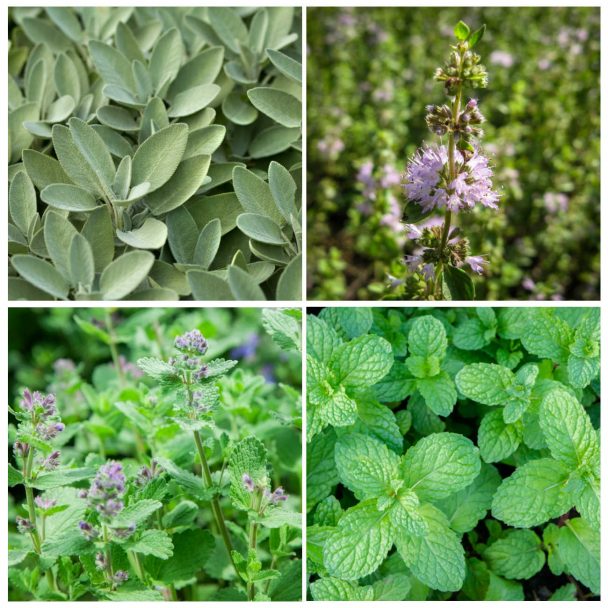 Collage of 4 images - top left is sage, top right is closeup of Pennyroyal flower, bottom right is peppermint leaves, bottom left is catnip in bloom.