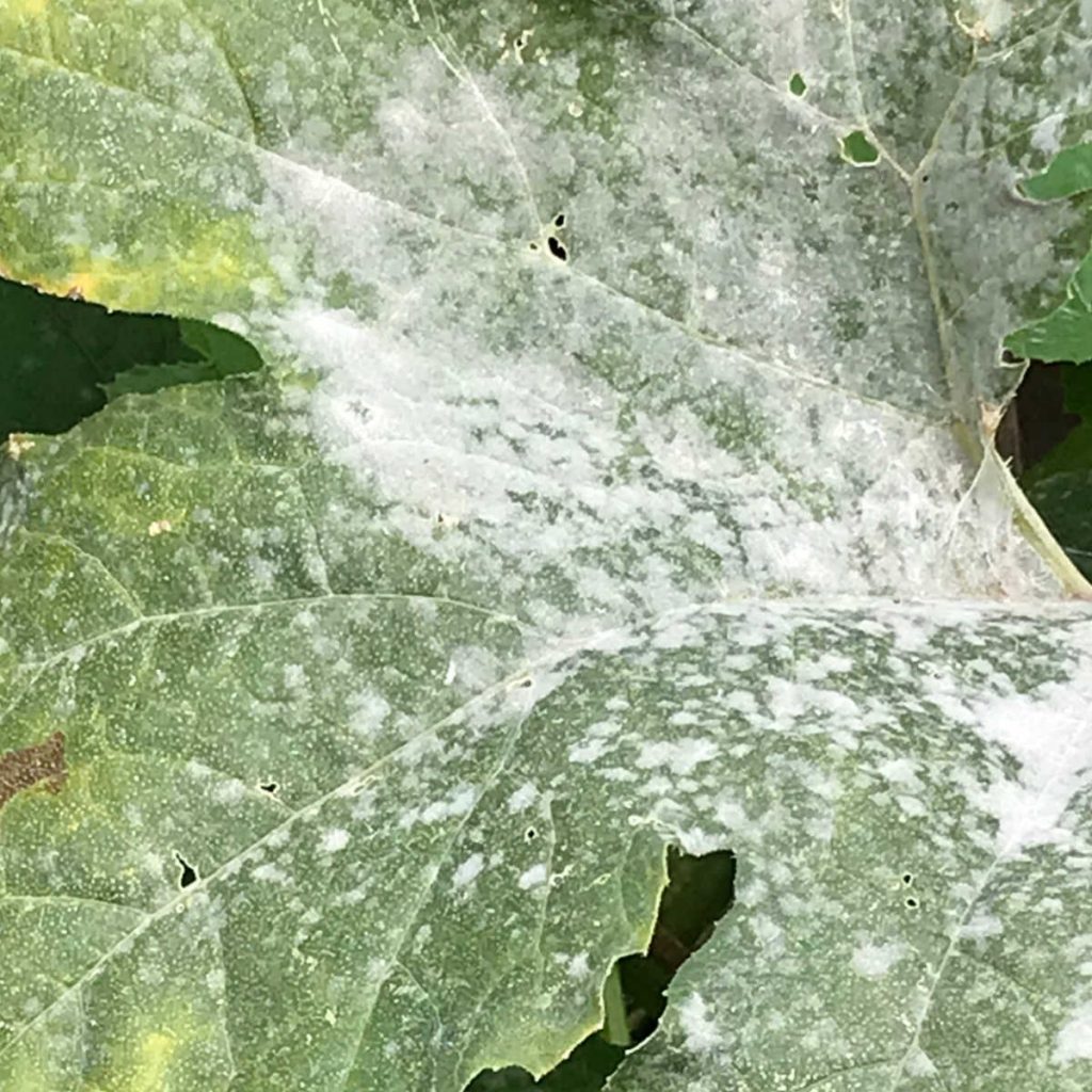 Closeup of zucchini leaf with powdery mildew.