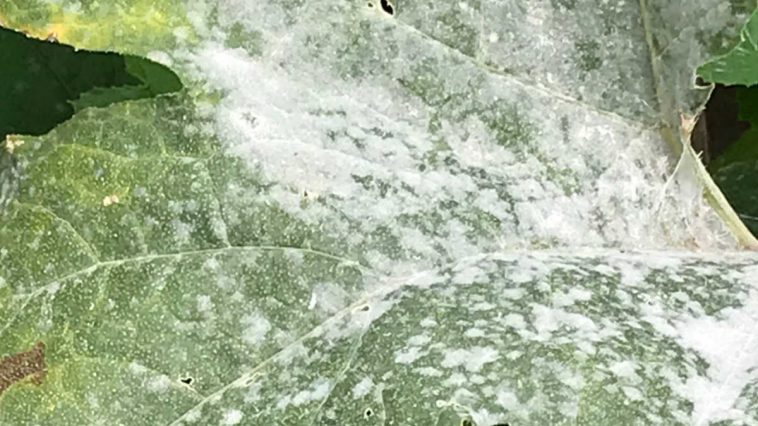 Zucchini leaf with powdery mildew on it.