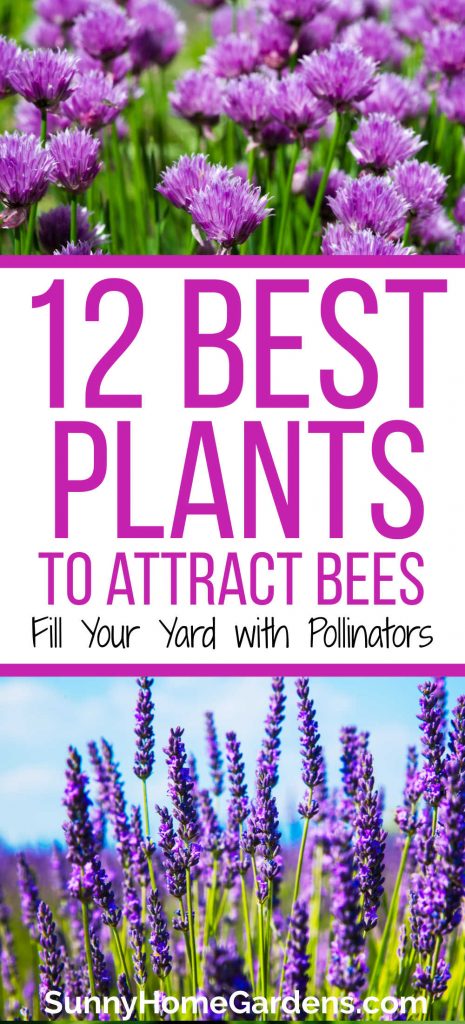 Top is a picture of purple chive flowers, middle says "12 Best Plants to Attract Bees: Fill Your Yard with Pollinators, Bottom is a picture of lavender.