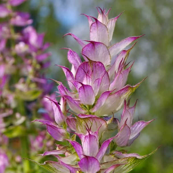 closeup of sage flowers.