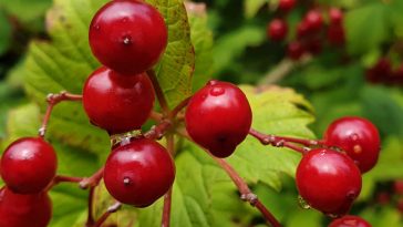 berries on a guelder rose.