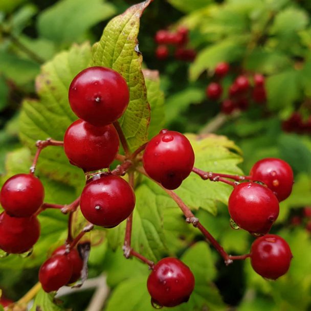 berries on a guelder rose.