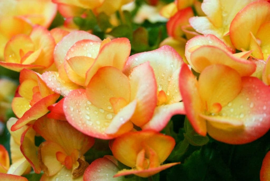 Closeup of yellow tinged with pink begonia flowers 