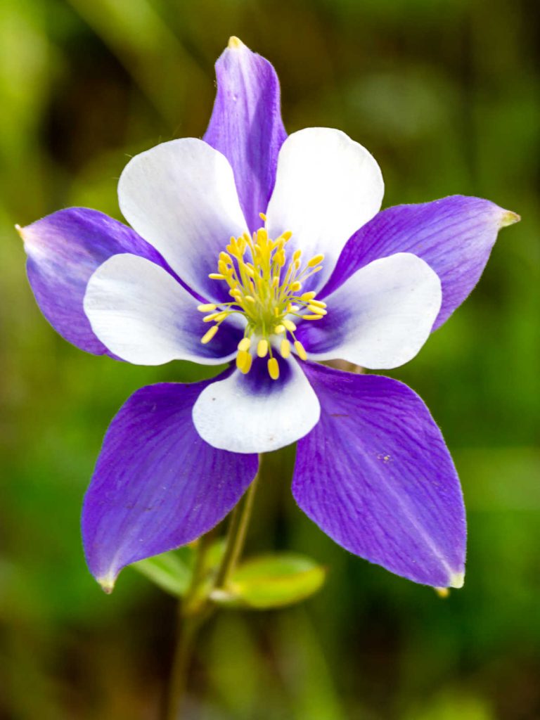 Purple and white columbine flower.