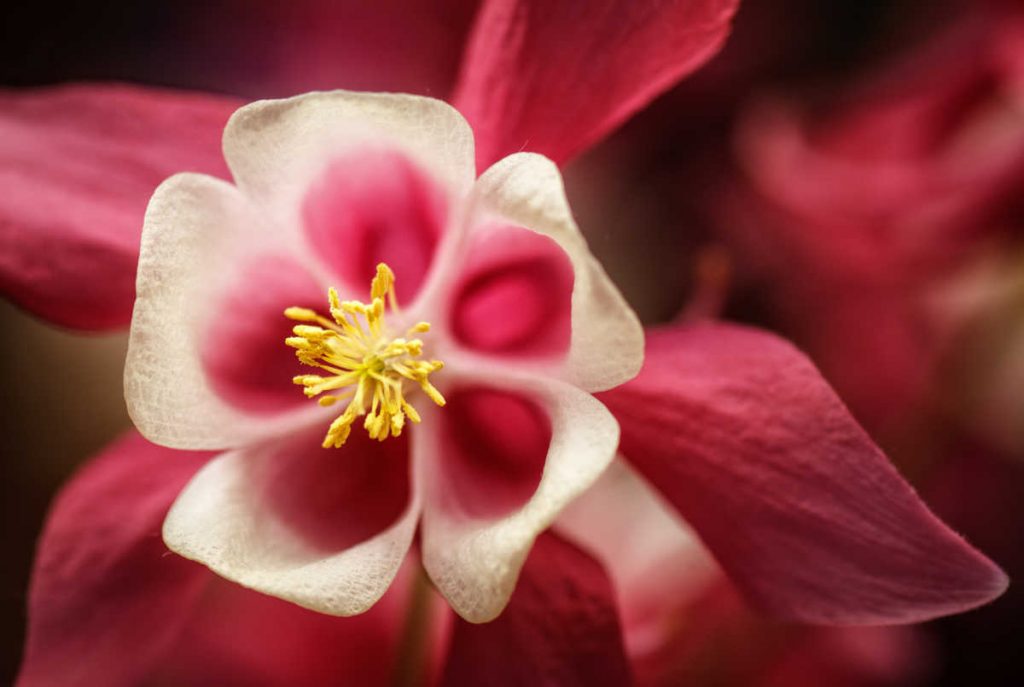 closeup of pink columbine flower.