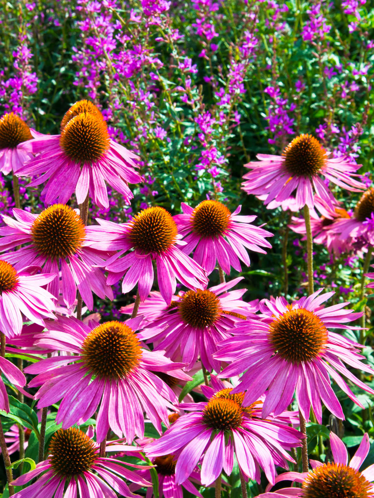Full Sun Perennials - Sunny Home Gardens