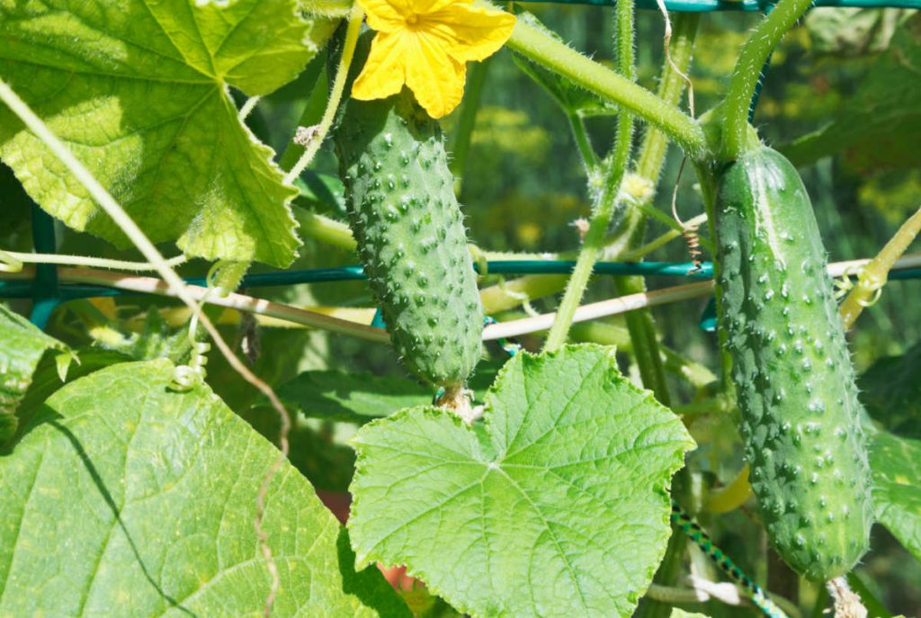 Cucumbers growing on a trellis.