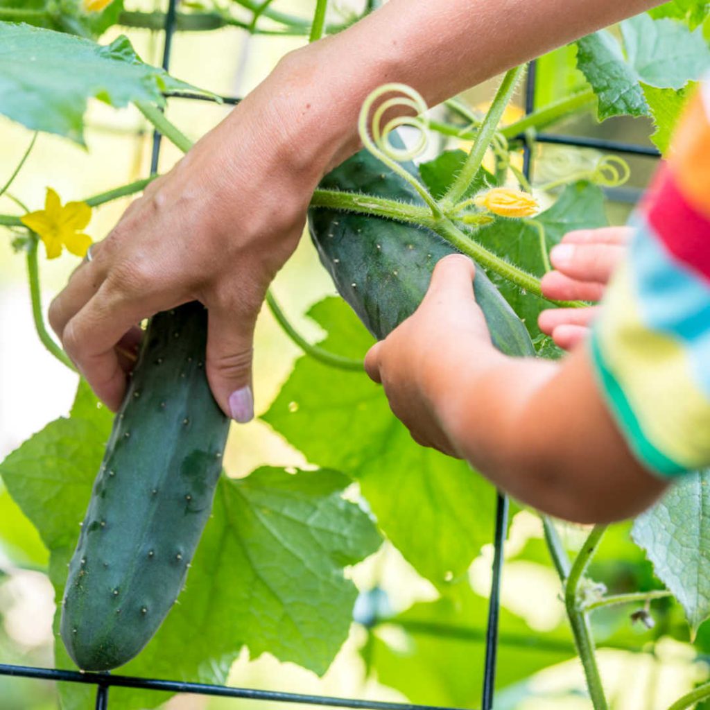 Hands on cucumbers on a trellis.