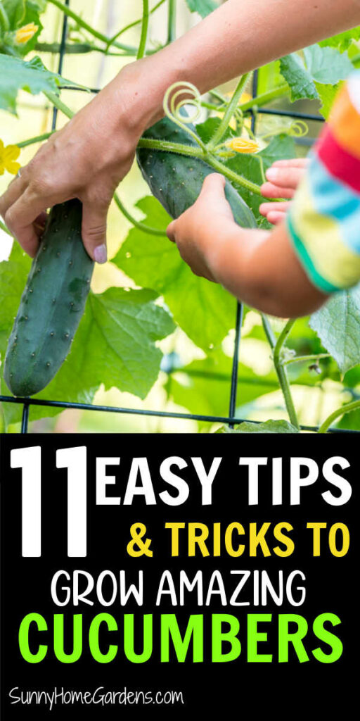 Pin image: top has hands harvesting cucumbers, bottom says "11 easy tips and tricks to grow amazing cucumbers".