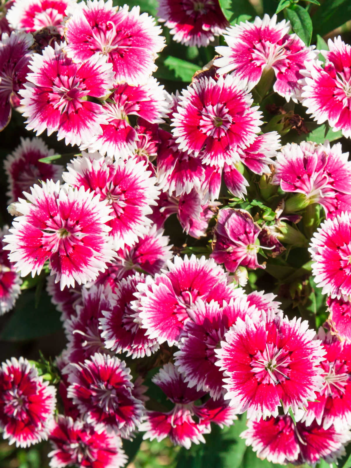 Full Sun Perennials - Sunny Home Gardens