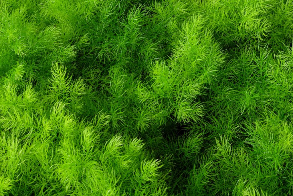 top down view of dill.