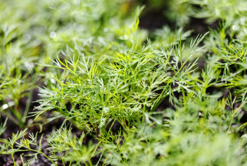 Small dill plant growing.