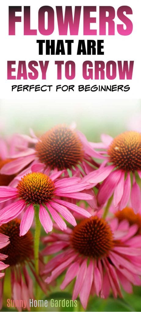 top says "Flowers that are easy to grow - perfect for beginners" and bottom is a closeup pic of echinacea.