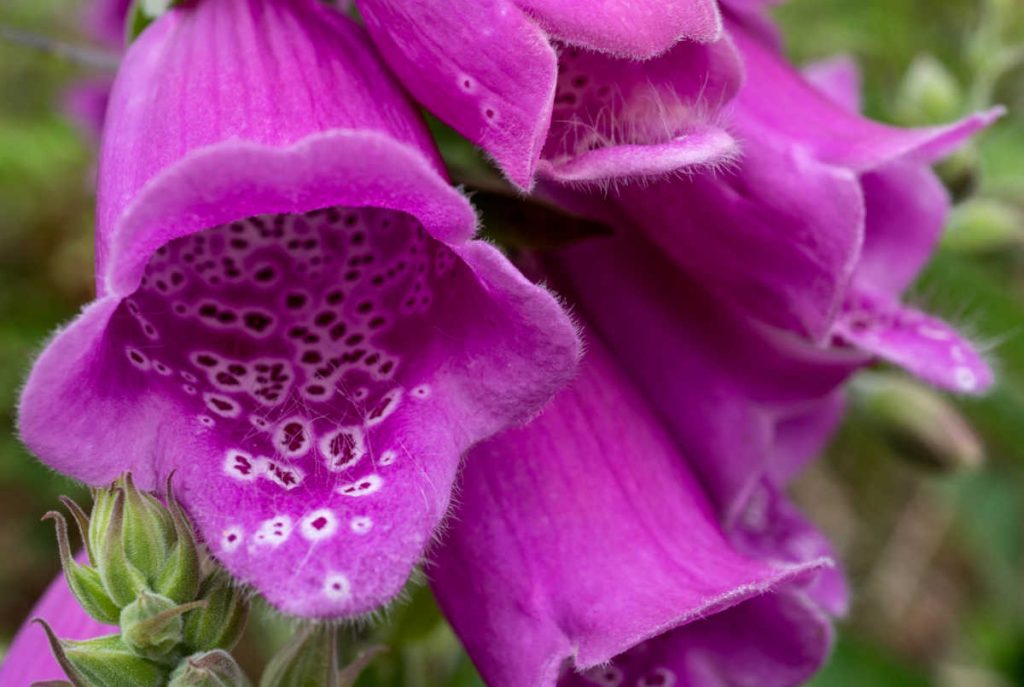 closeup of pinkish purple foxglove flowers.