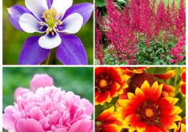 Collage of 4 photos: top left to right and around - purple columbine flower, red astilbe, blanket flower, pink peony flower