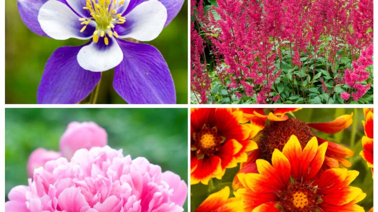 Collage of 4 photos: top left to right and around - purple columbine flower, red astilbe, blanket flower, pink peony flower