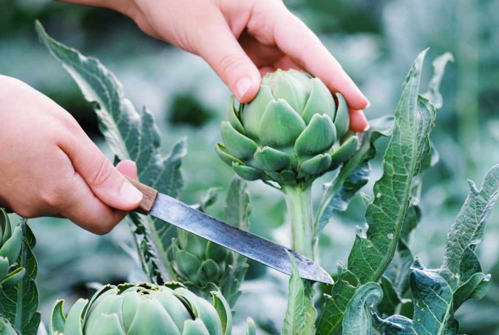 artichoke being harvested with a knife.