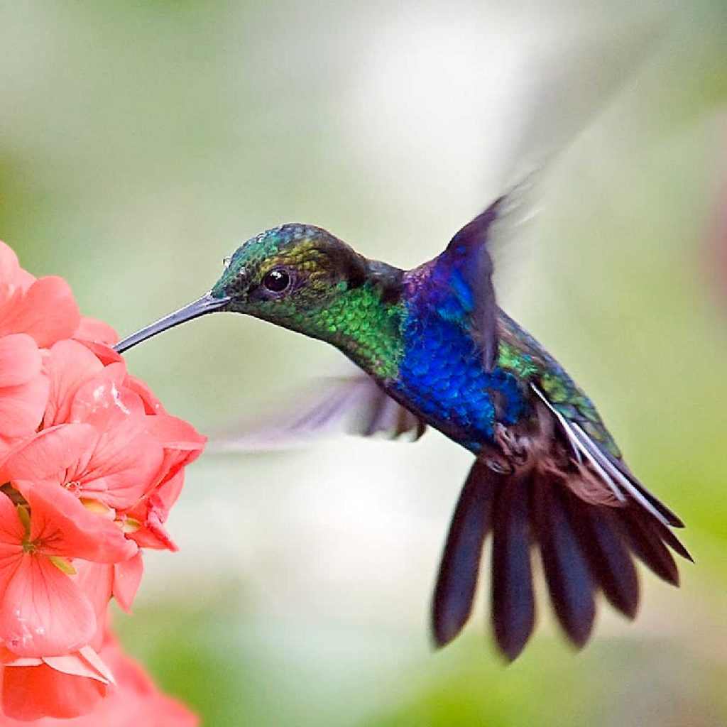 Hummingbird with beak in flower.