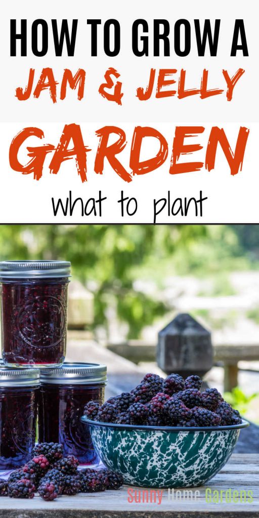 top says "How to grow a jam & jelly garden: what to plant" and the bottom is a picture of purple jellies with a bowl of marionberries.