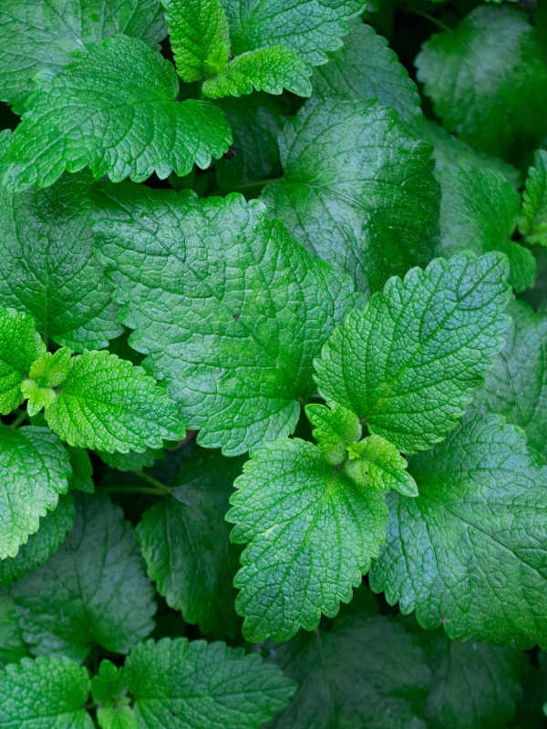 Top down view of mint leaves.