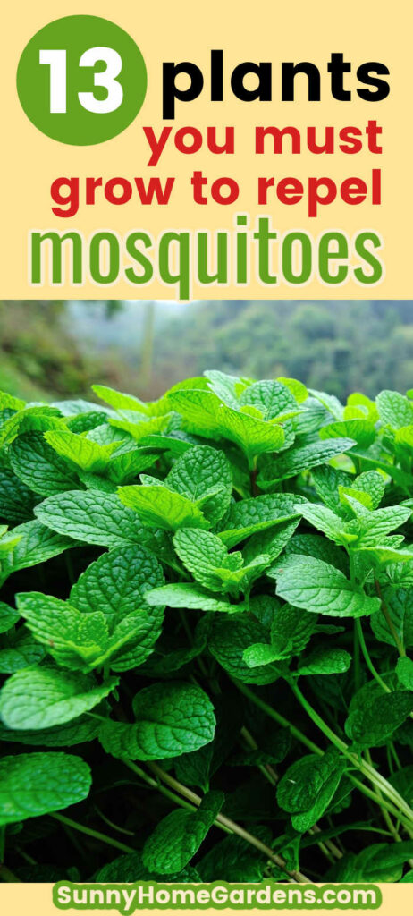 Pin image: top says "13 plants you must grow to repel mosquitos" and bottom has some mint.