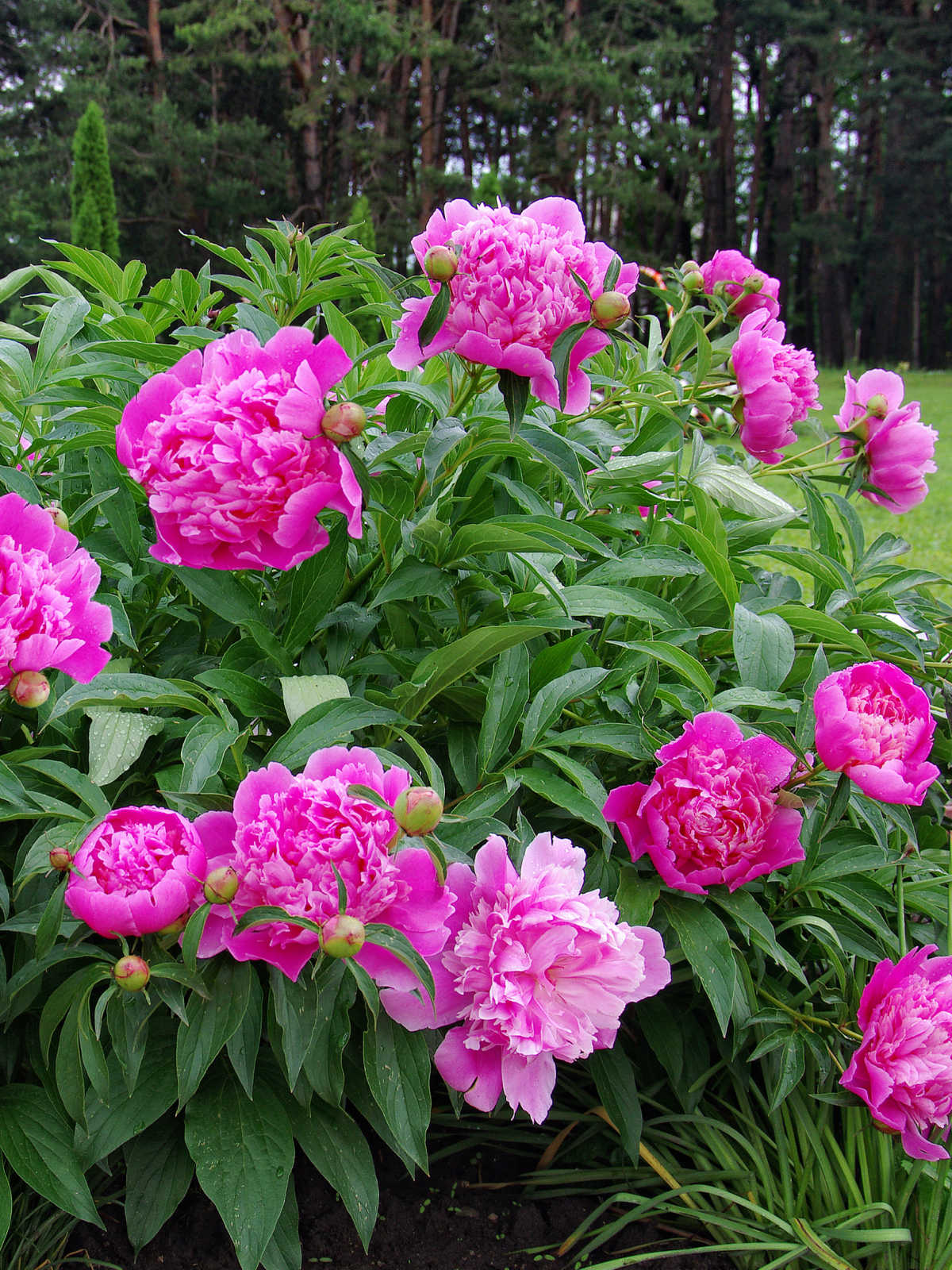 Full Sun Perennials - Sunny Home Gardens